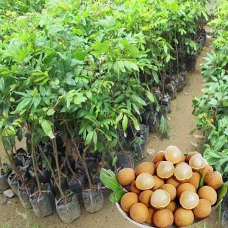 Cây giống nhãn lồng Hưng Yên
