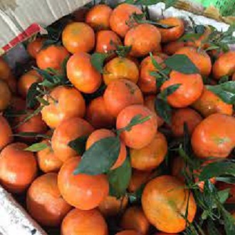 [HN] Cam Canh Đường Ngọt Mọng Nước - Giao Siêu Tốc 1h