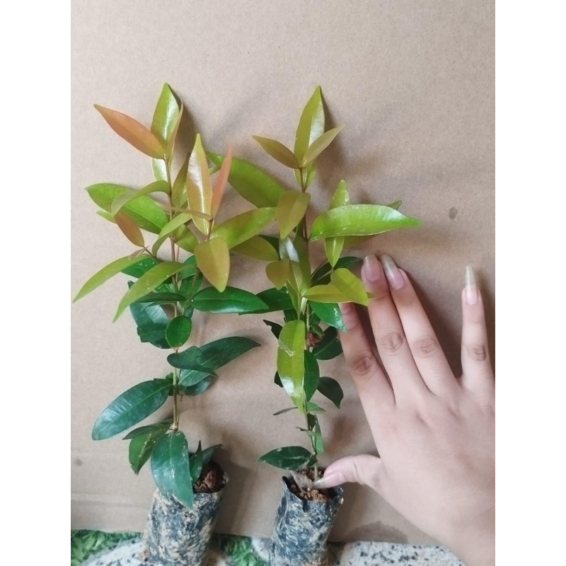 Cây Giống Hồng Lộc bầu rễ ổn định