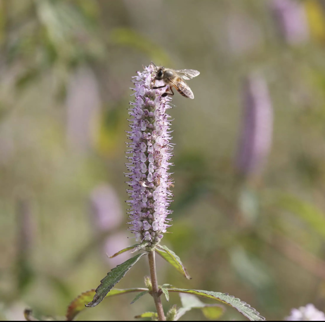 1 lít mật ong rừng hoa bạc hà nguyên chất daklak tăng cường sức khỏe - ảnh sản phẩm 6