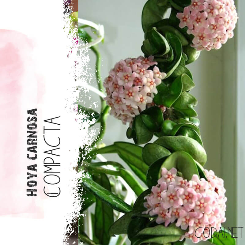 Cây Hoya carnosa Compacta (Lan Cẩm Cù Lá Xoắn Hoa Phớt Hồng)