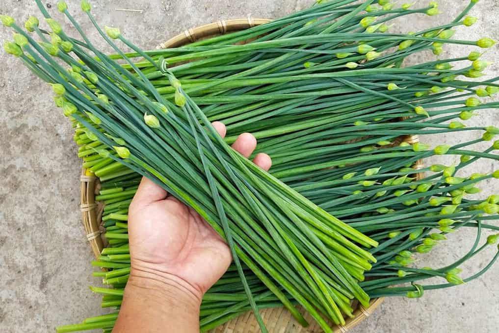 Hạt giống hẹ lá - gói 1 gram