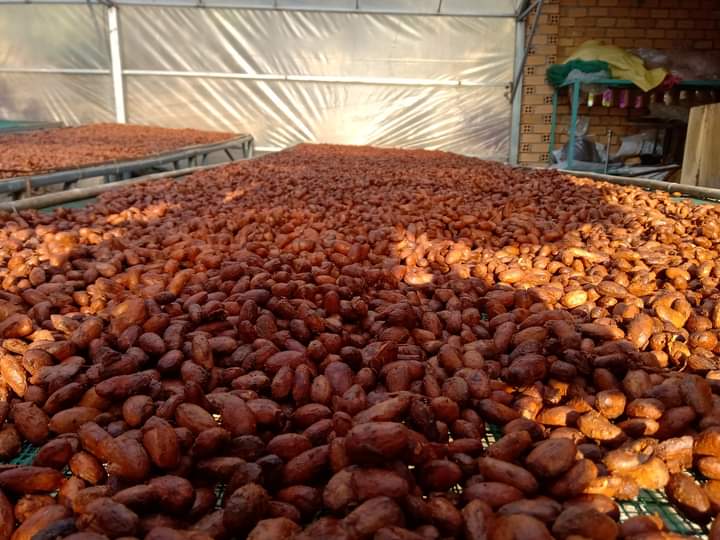 Bơ Cacao tự nhiên
