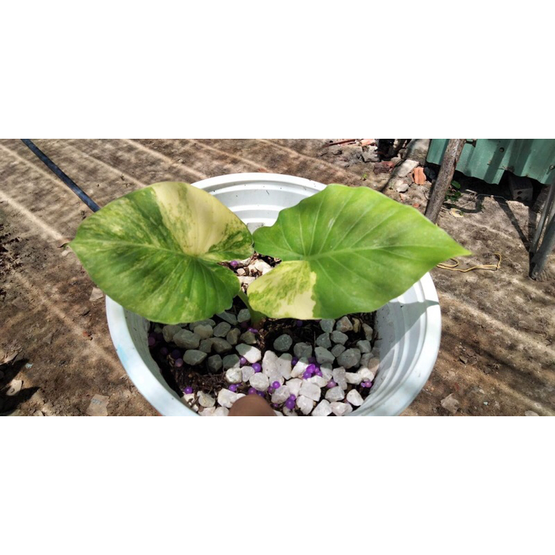 ráy var vàng ( Alocasia Gageana Aurea)