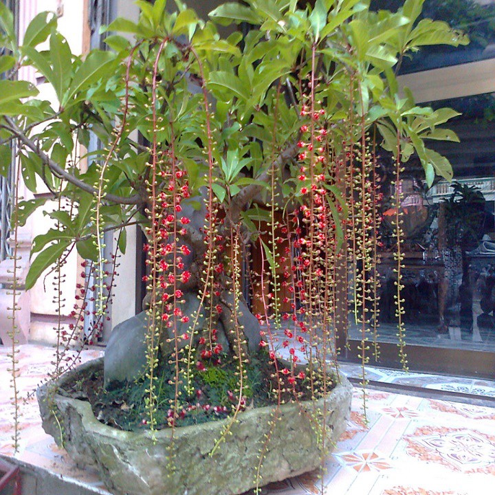 Cây Lộc Vừng - cây cảnh trong nhà