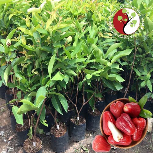 Cây giống roi đỏ