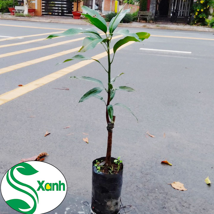 Cây Giống Xoài Thái