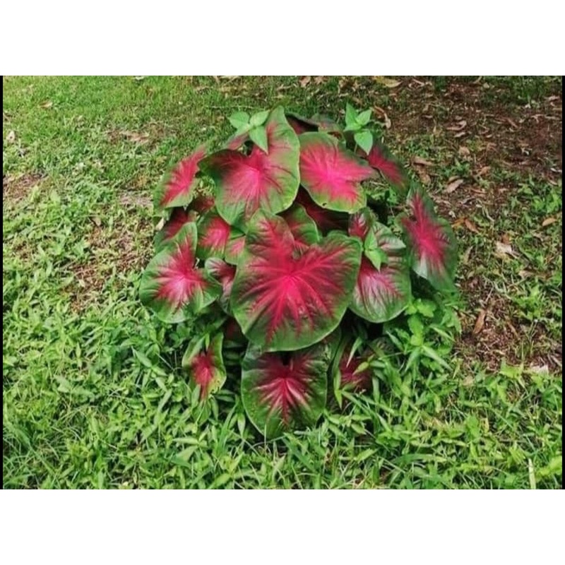 Củ môn đủ màu,sẵn mầm,bao sống 100