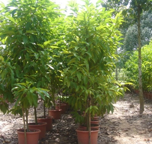 cây giống hoa ngọc lan trắng