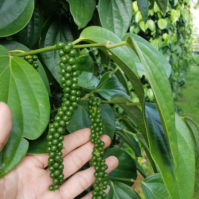 COMBO 10 CÂY TIÊU GIỐNG CHUẨN.
