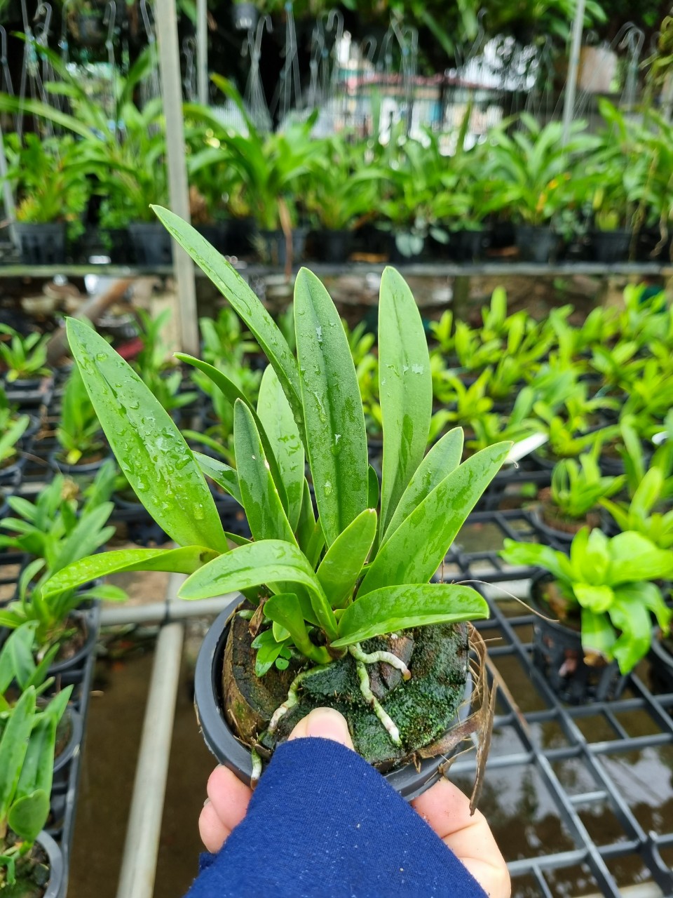 Yellow Brass Orchids with Red Tongues and Fragrant Pots Thanh