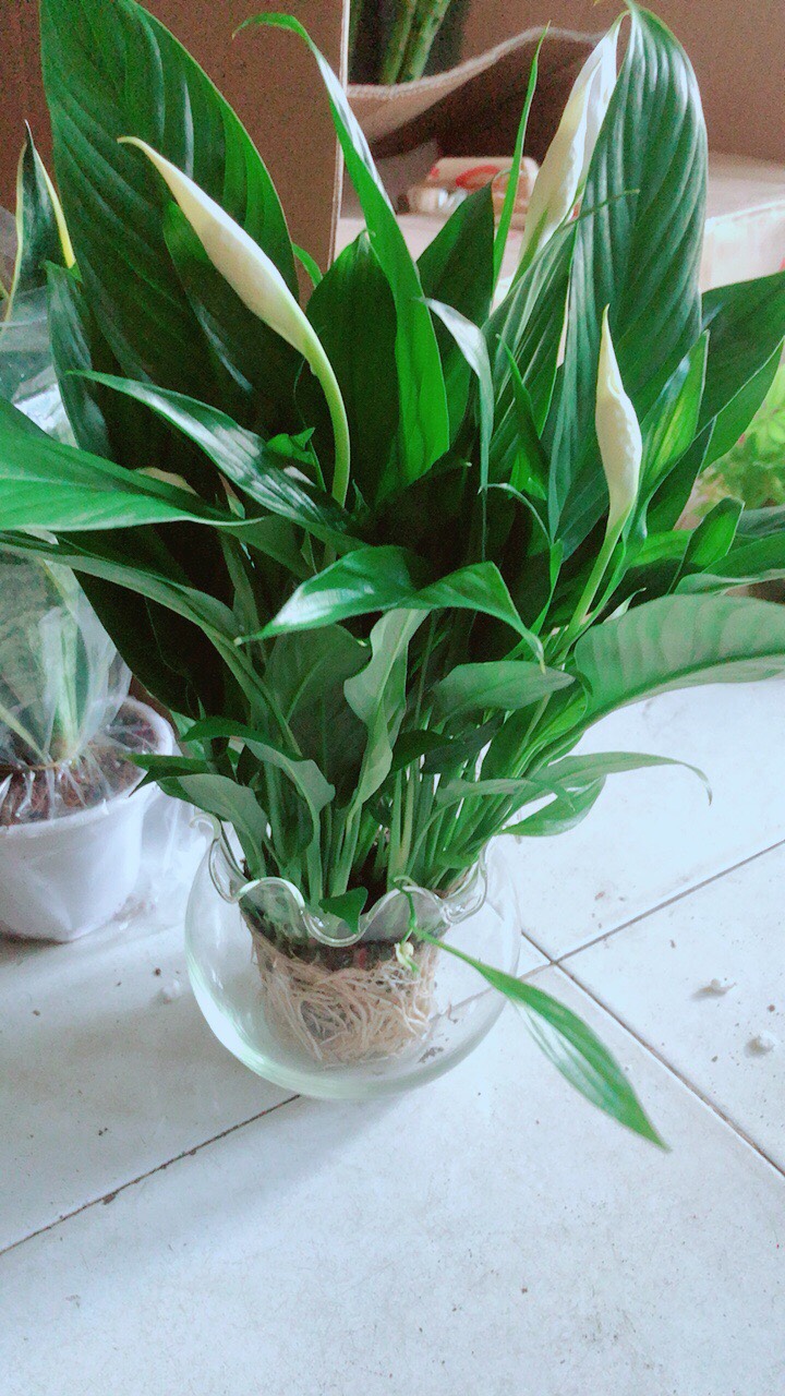 Chậu Cây Lan Ý Thủy Sinh