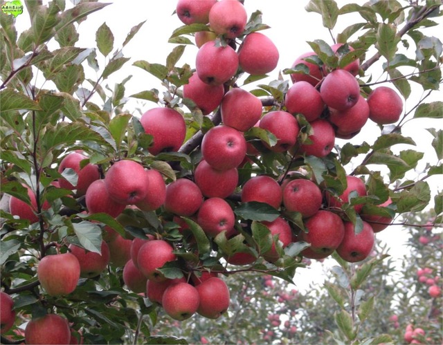 Cây giống TÁO VỎ ĐỎ,RUỘT ĐỎ MỸ NHẬP KHẨU