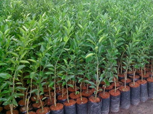 Cây Giống Quýt đường ( quýt ngọt)