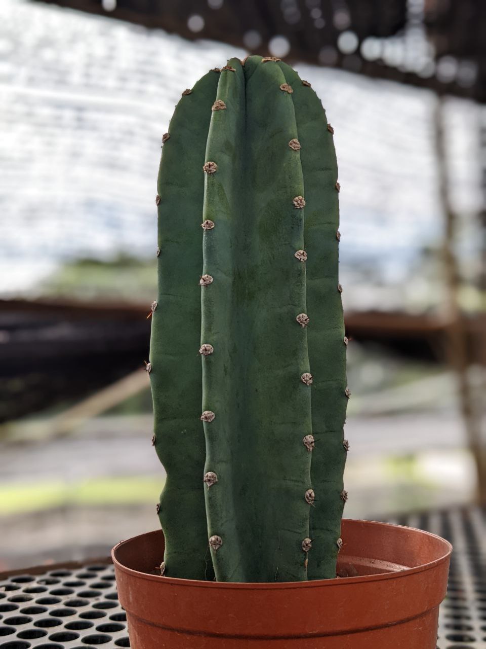 echinopsis cactus - cute and fuss free cactus plant | lazada singapore