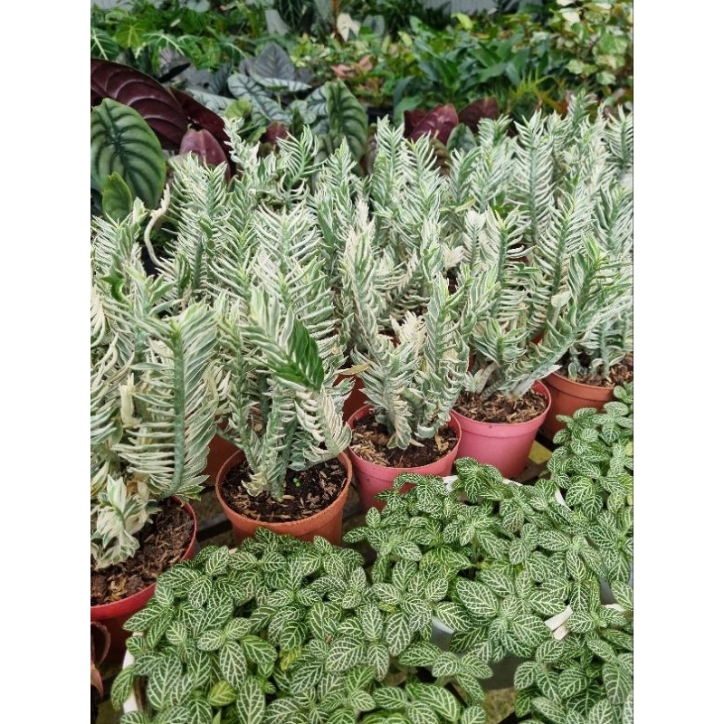 Cây hồng tước var - cây chân rết