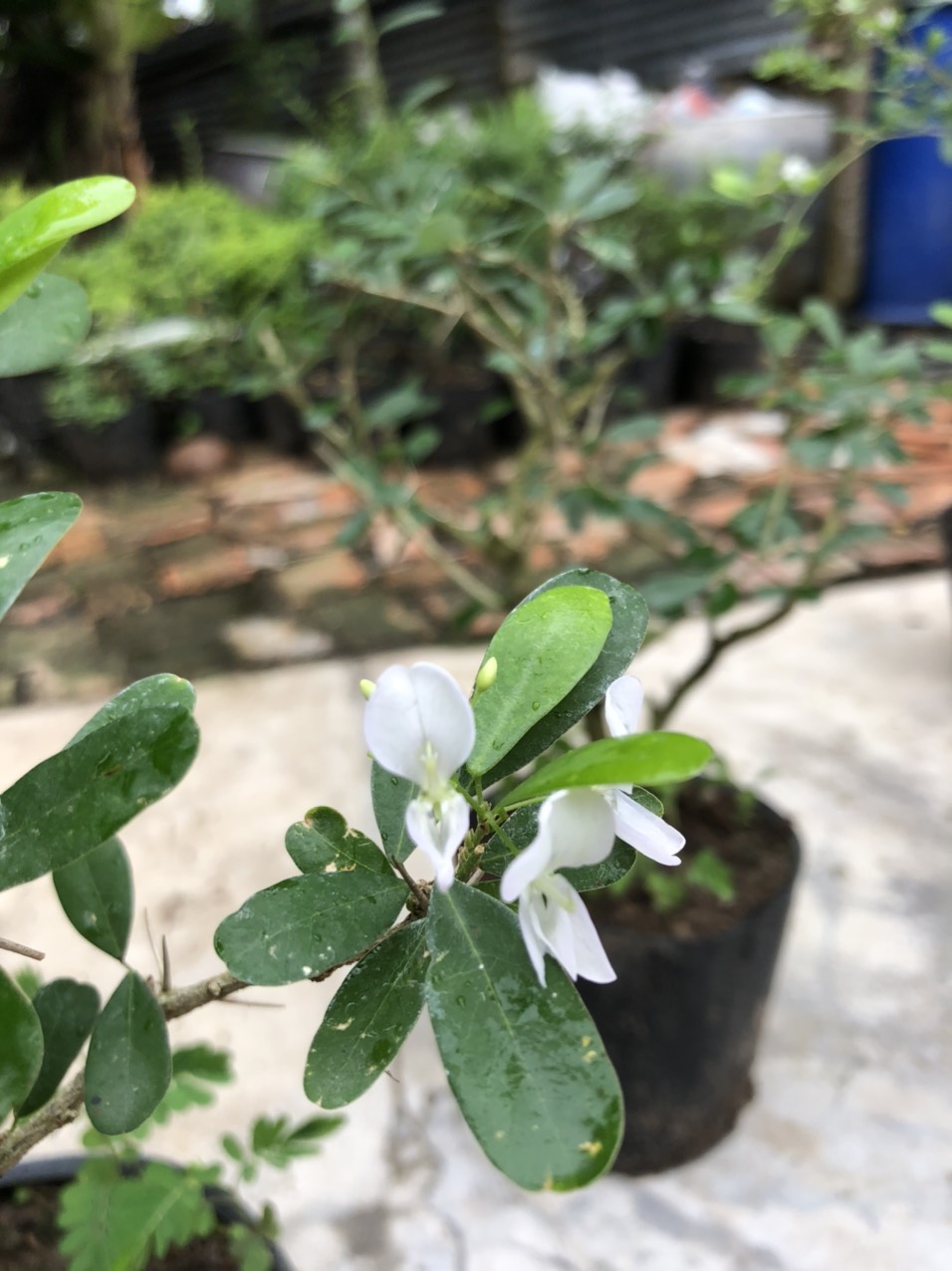 Linh sam trắng phớt hồng