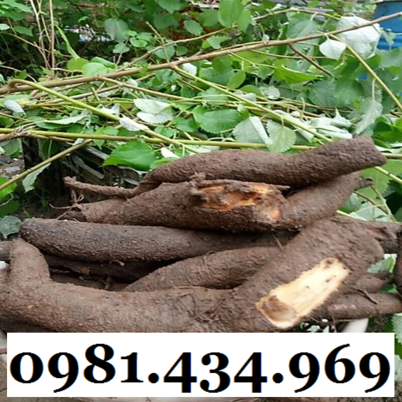 AN THAI- Củ Gai Tươi (Tầm Ma, Trữ Ma Căn) 01KG Ngon