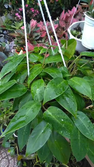 Cây trầu tỷ phú - Trầu bà tỷ phú