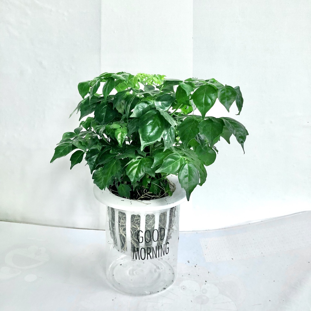 Cây hạnh phúc bụi để bàn kèm bình thủy sinh, Cao 20cm