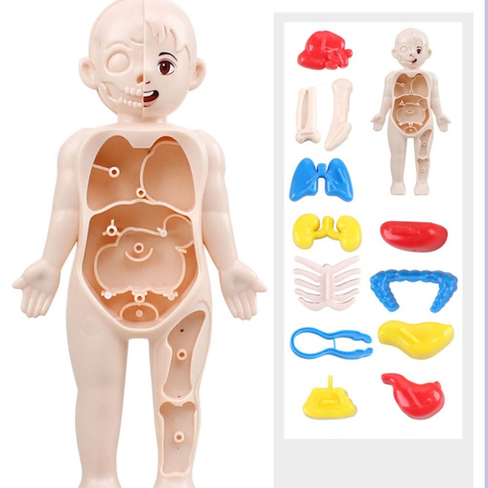 RUPER 3D Puzzle Kids Body Organ School Accessories Human Organ Figures