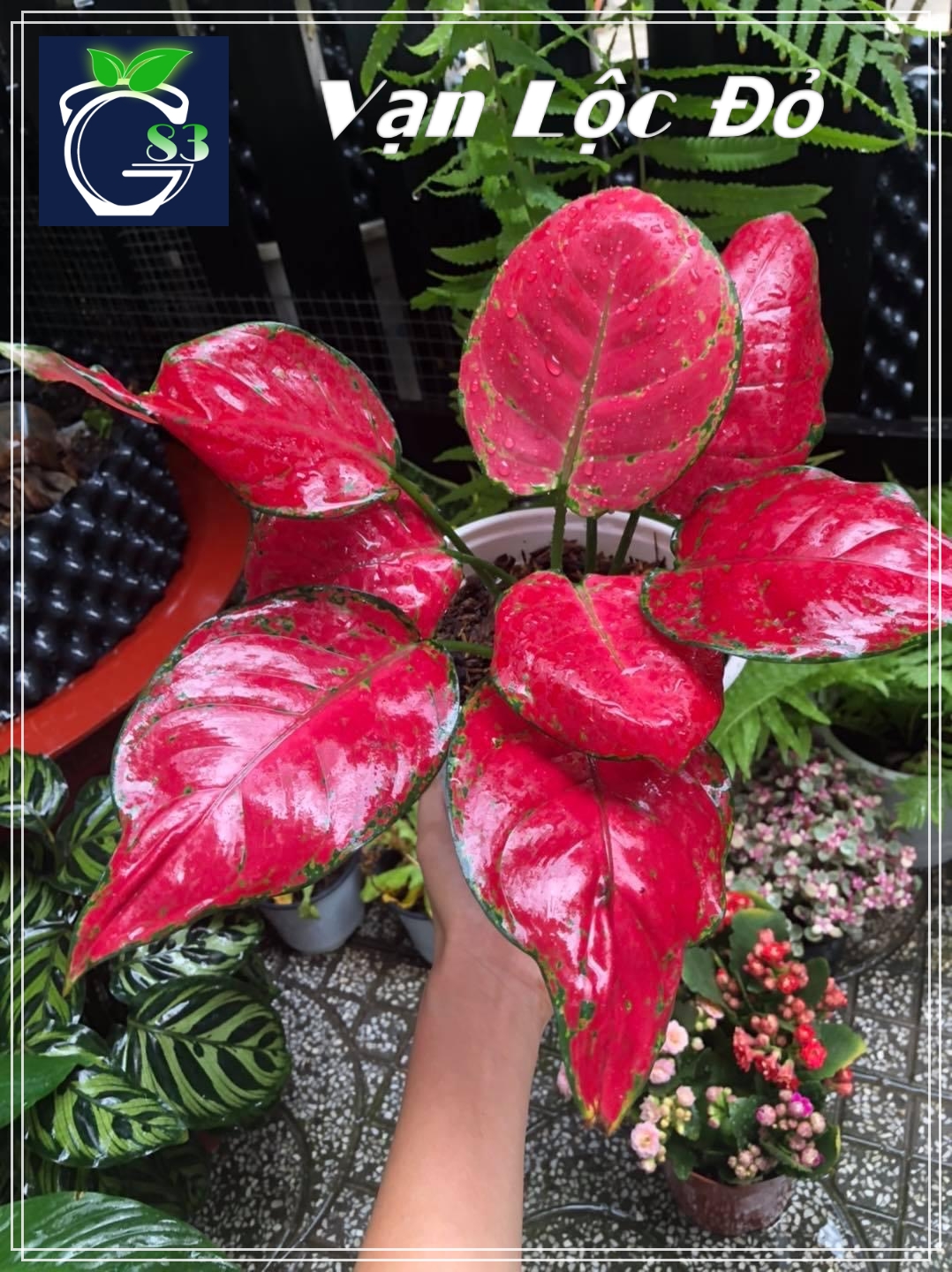 Cây Vạn Lộc Đỏ (Thái)