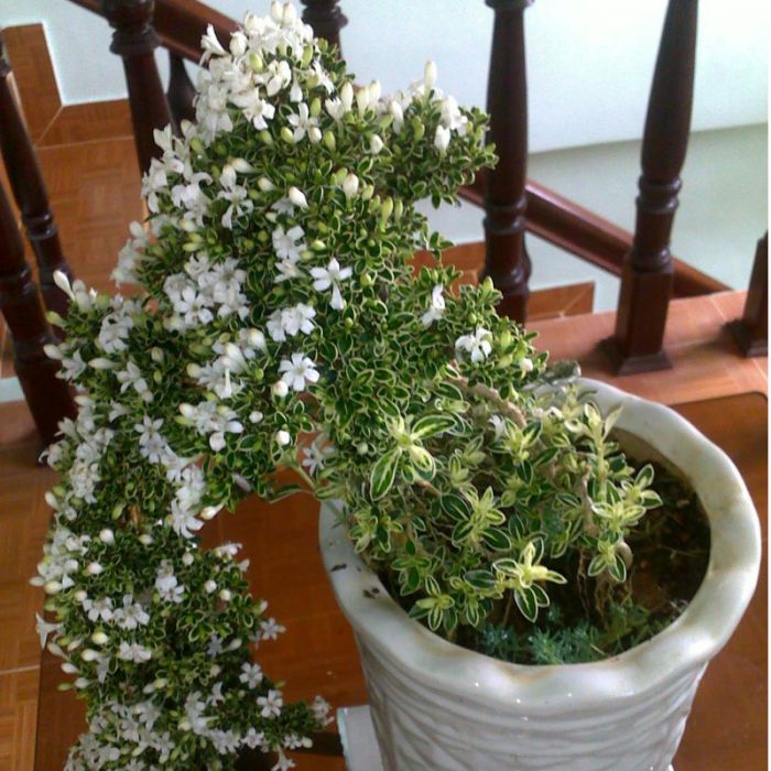 Hoa Bạch Tuyết Mai -chậu cây lớn