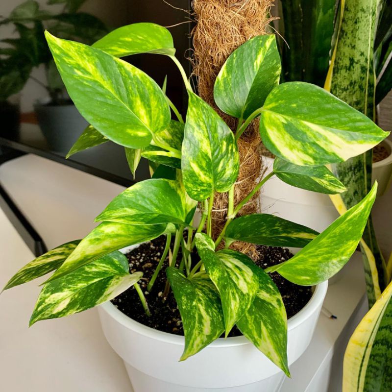 Tanaman hias Sirih gading hijau golden / epipremnum golden pothos