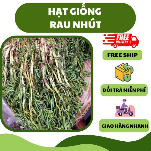 Hạt giống rau nhút, rau dút - ăn ngon, giàu dinh dưỡng, trồng quanh năm