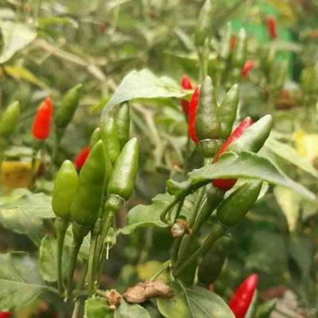 Hạt giống ớt thóc siêu cay Thái Lan