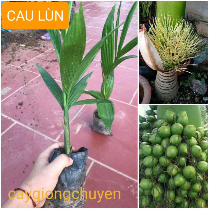 CAU LÙN -CAU TỨ QUÝ( cau ăn trầu)