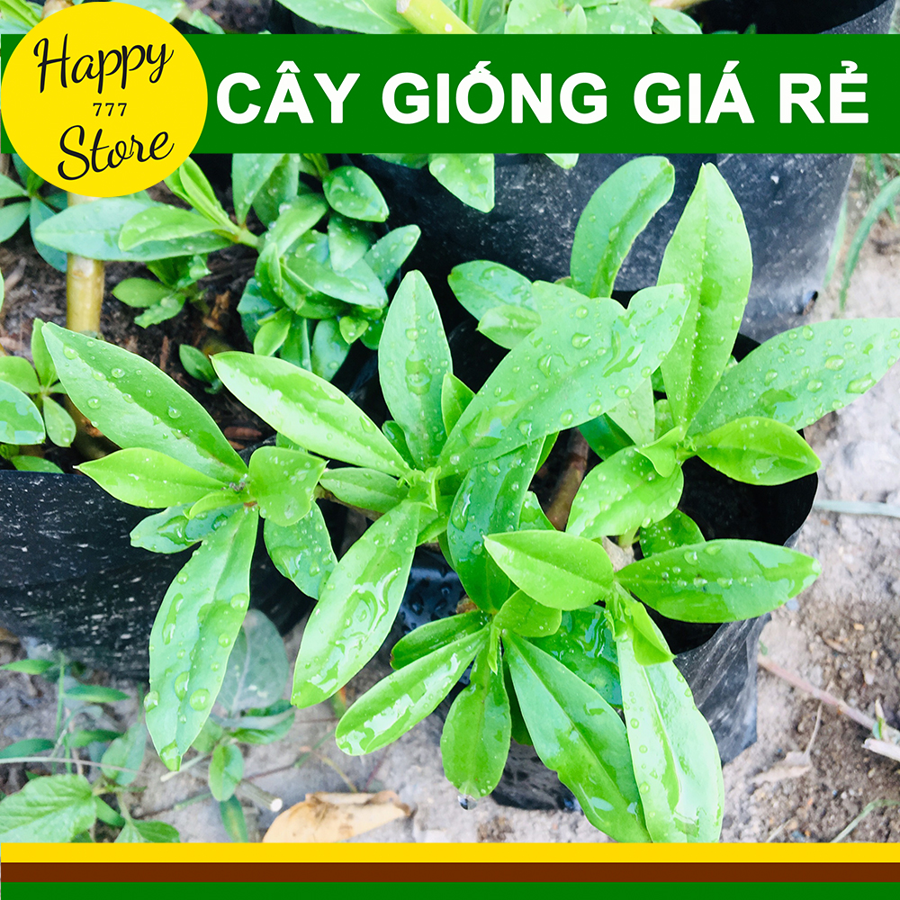 CÂY SÂM ĐẤT (THỔ SÂM, ĐỊA SÂM)