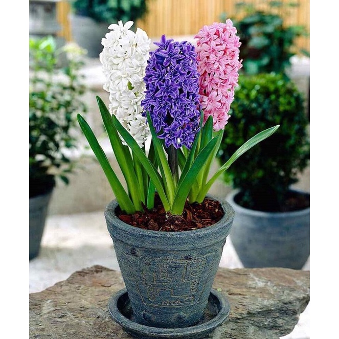 Củ hoa tiên ông giá sỉ(10 củ) HOA TẾT
