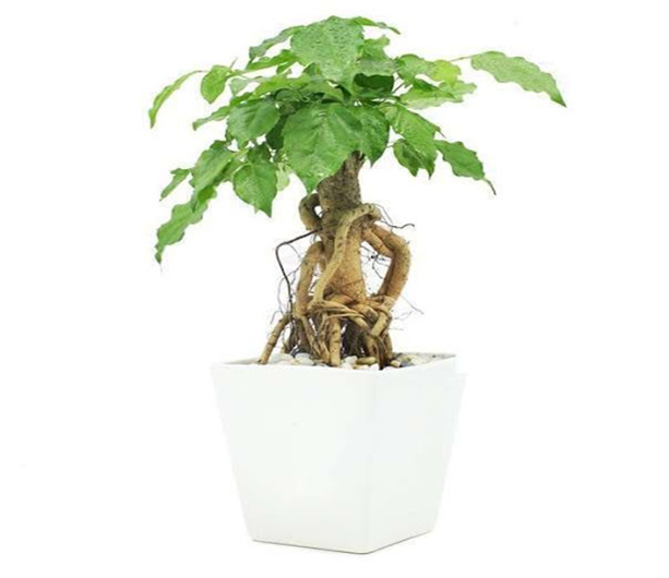 CÂY HẠNH PHÚC PHONG THỦY- cây bonsai mini để bàn
