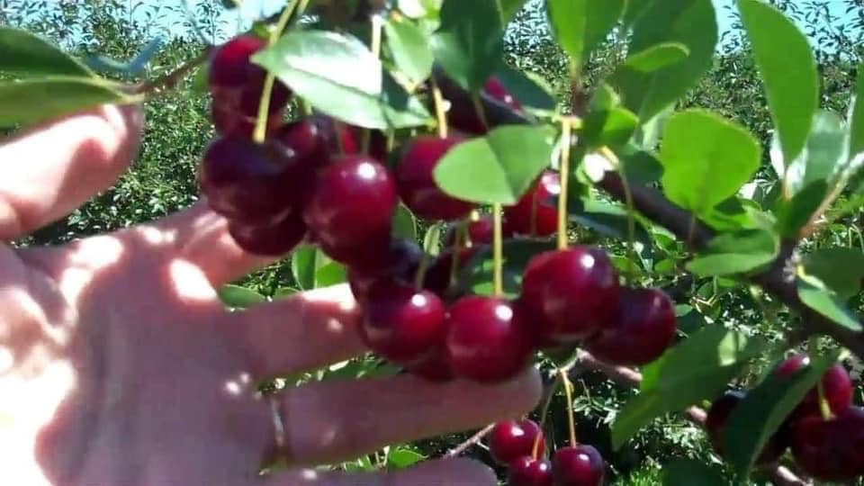 Cây giống Cherry Anh Đào MỸ THẾ HỆ MỚI. [ BẦU TO, SIÊU QUẢ, CÂY CAO 1M ]
