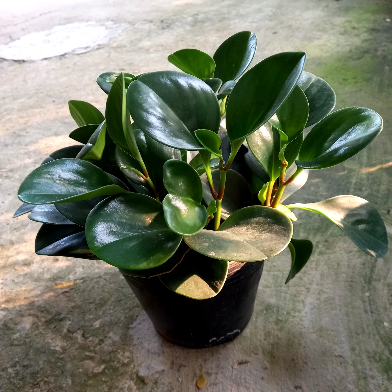 Cây Trường Sinh