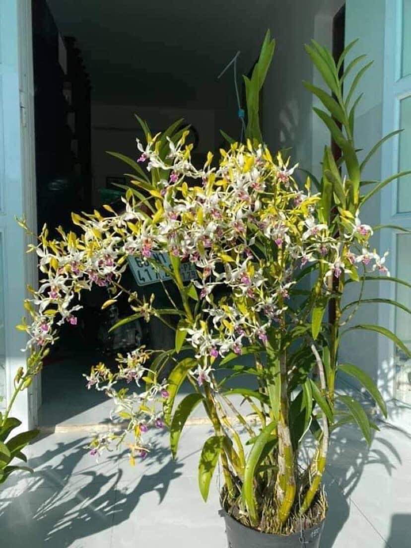 HOA LAN DENRO NẮNG UTHAI