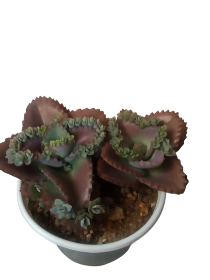 [HCM]Mother of thousands- cây sống đời