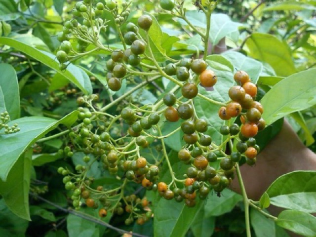 xạ đen khô 1kg