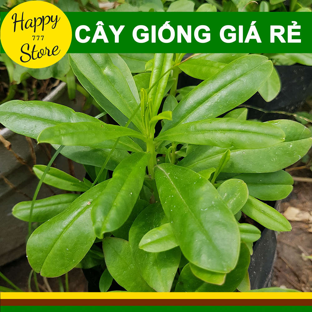 CÂY SÂM ĐẤT (THỔ SÂM, ĐỊA SÂM)