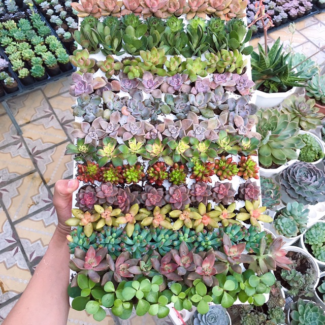Sen đá mini - Sen đá mini ngẫu nhiên- 1 cây sen đá mini