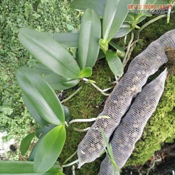 Phân dê túi lưới 14cm đã qua xử lý bón phong lan, hoa kiểng