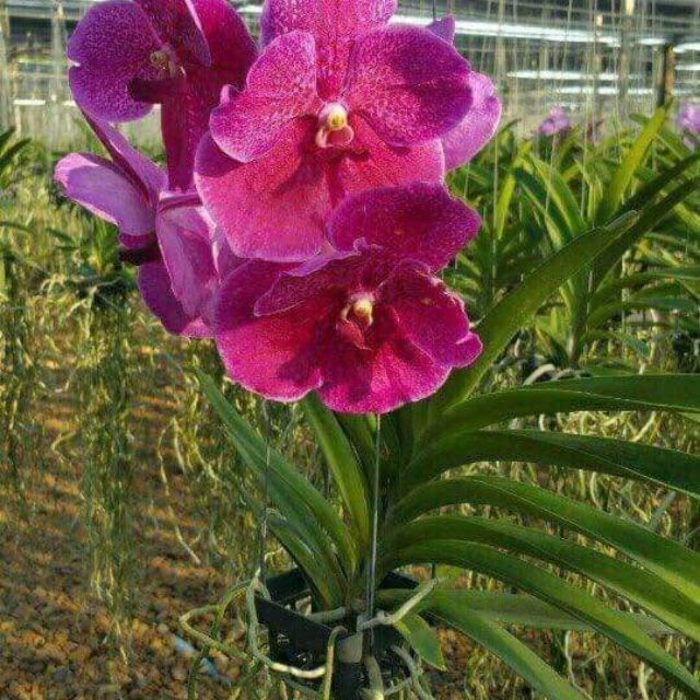 COMBO 5 CÂY GIỐNG LAN VANDA THÁI ĐỦ MÀU