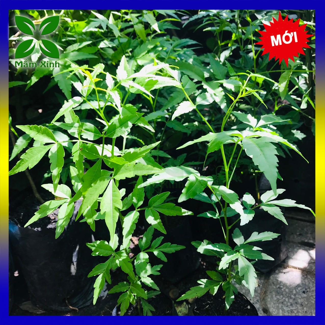 Combo 3 cây sầu đâu khỏe mạnh cao 40cm