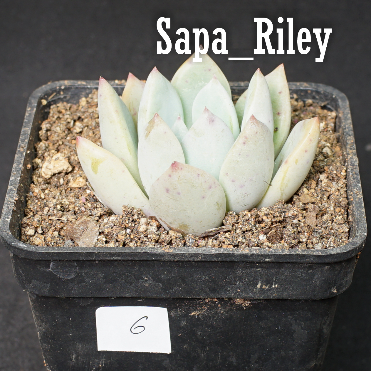 Sen đá Echeveria màu mè