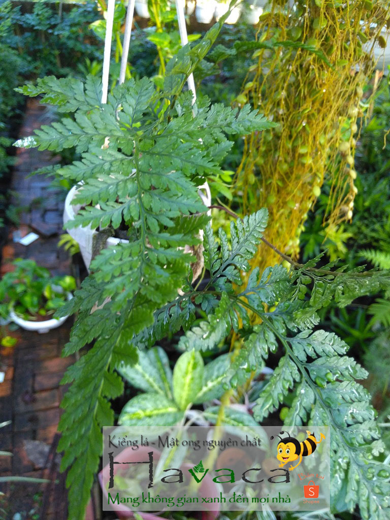 Dương xỉ đuôi chồn [Cây văn phòng]