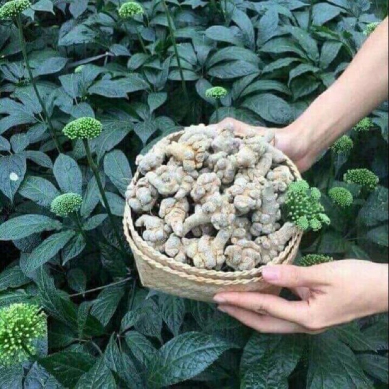 [CHÍNH HÃNG] Củ Tam Thất Bắc Khô ( Size Củ 50 /1kg To Lạc Khô Chuẩn )