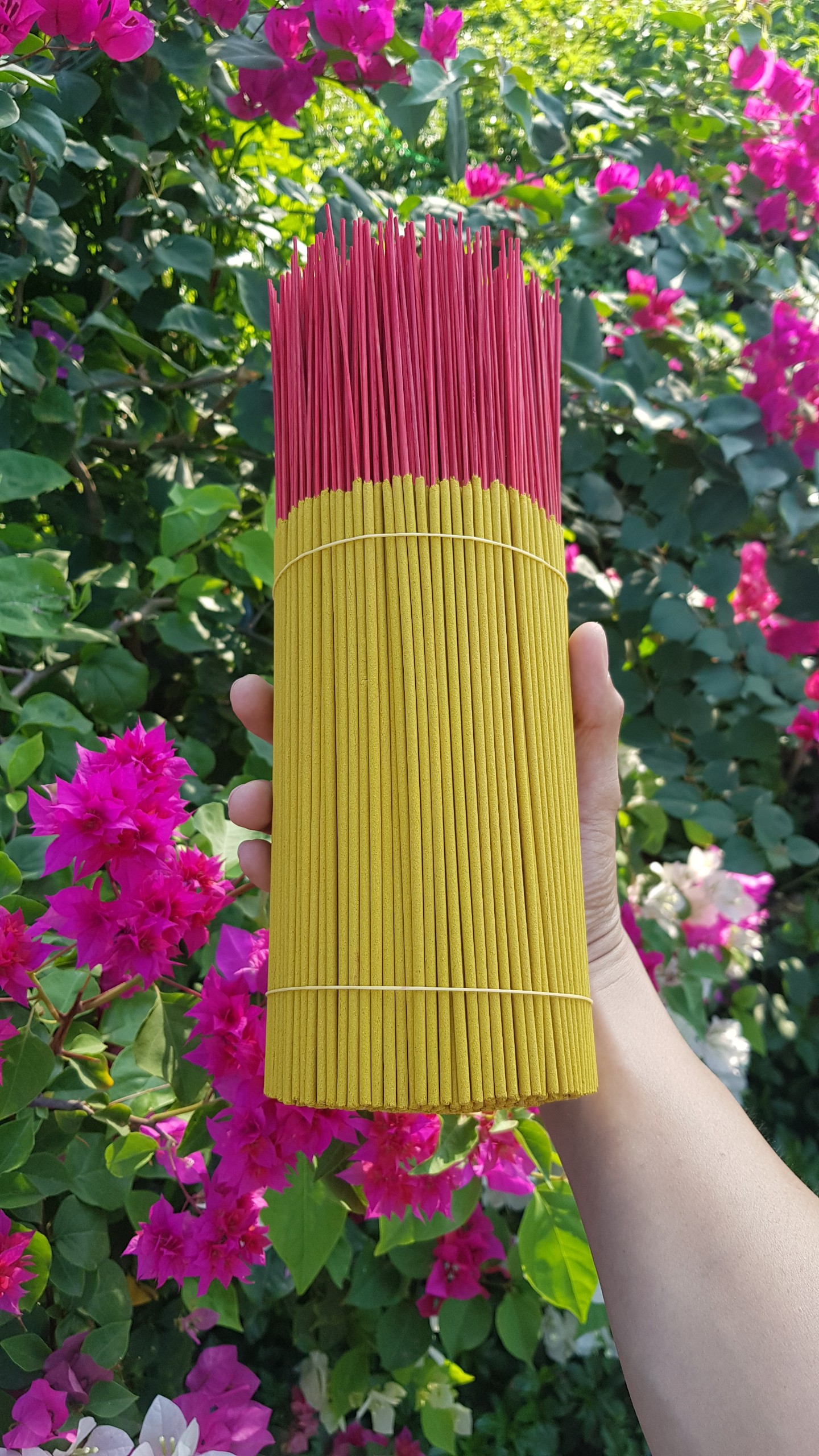 NHANG THƯỜNG - KHÔNG MÙI BÓ LỚN 500 CÂY