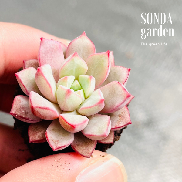 SEN ĐÁ KIM CƯƠnG TÍM SIZE MINI LỖI 1 ĐỔI 1