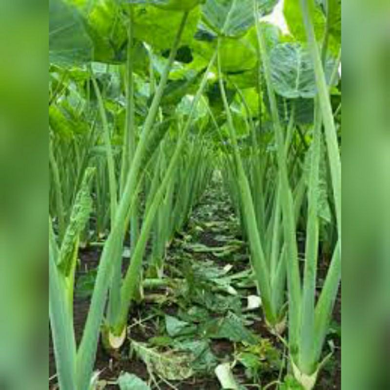 Cây giống Bạc Hà ( Dọc mùng ) #bạchà #bacha #dọcmùng #docmung #caygiongbacha #câygiốngbạchà